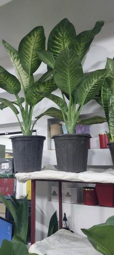 عکس کلبه سبز