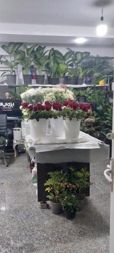 عکس کلبه سبز