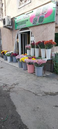 عکس کلبه سبز