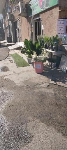 عکس کلبه سبز