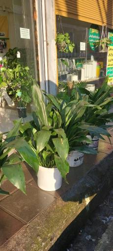 عکس کلبه سبز