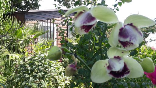 عکس گل کده لاوسون 