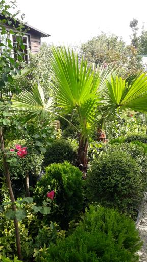 عکس گل کده لاوسون 