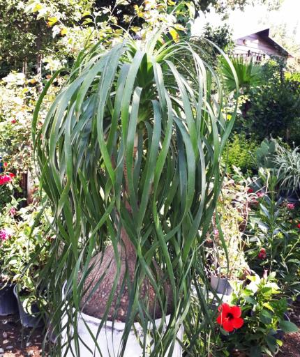 عکس گل کده لاوسون 