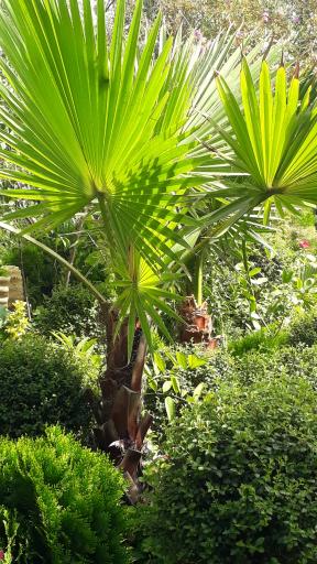 عکس گل کده لاوسون 