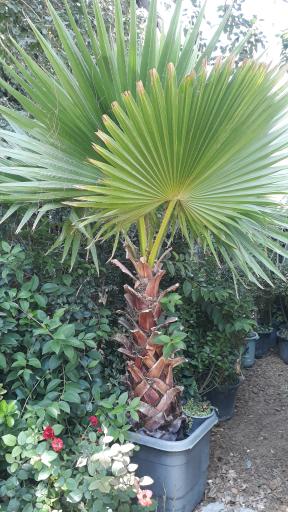 عکس گل کده لاوسون 