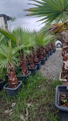 عکس گل کده لاوسون 