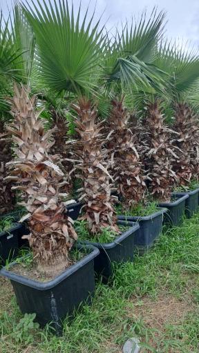 عکس گل کده لاوسون 