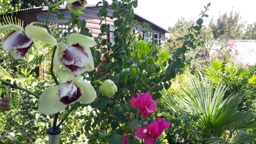 عکس گل کده لاوسون 