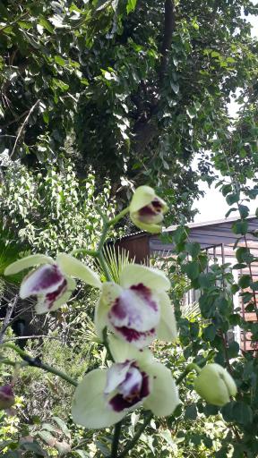 عکس گل کده لاوسون 