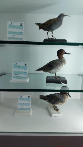 عکس موزه زاهدان