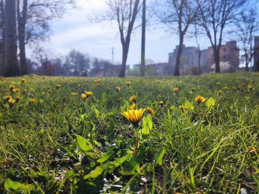 عکس بوستان شکوفه های زرناس