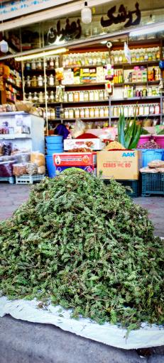 عکس گیاهان دارویی فتحی