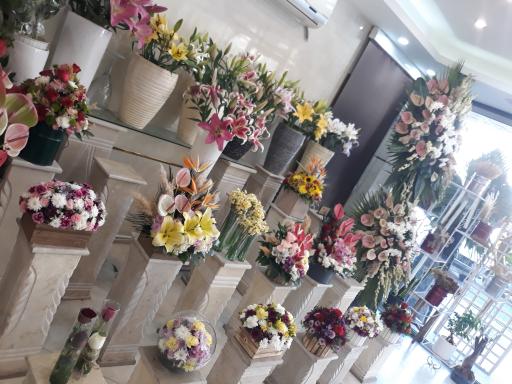 عکس گل جردن