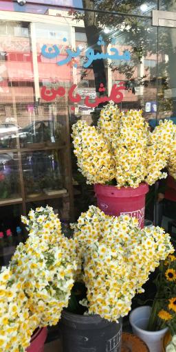 عکس گل فروشی آقای گل