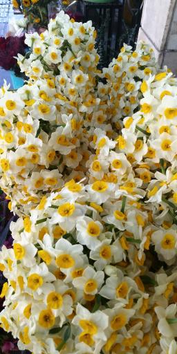 عکس گل فروشی آقای گل