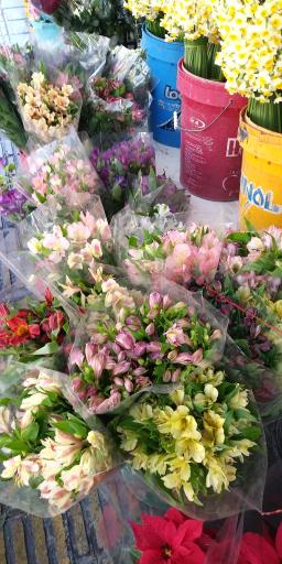 عکس گل فروشی آقای گل