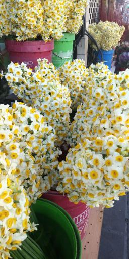 عکس گل فروشی آقای گل