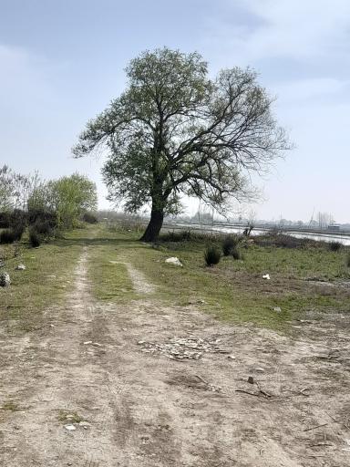عکس بیشه کلا