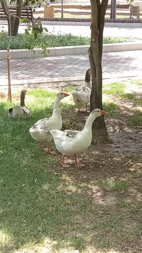 عکس پارک ملت فردوس