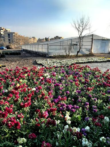 عکس گلخانه شهرداری منطقه ۷ تبریز