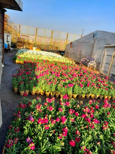 عکس گلخانه شهرداری منطقه ۷ تبریز