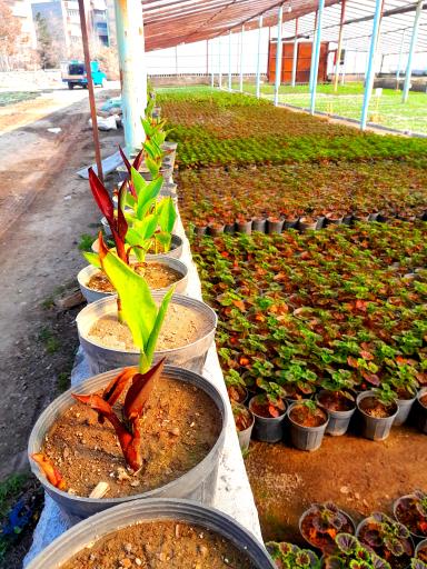 عکس گلخانه شهرداری منطقه ۷ تبریز