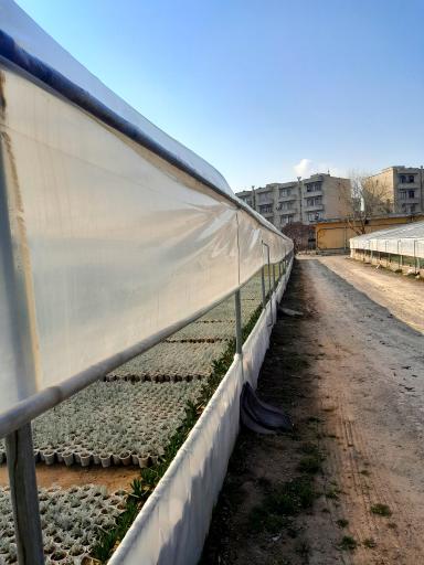 عکس گلخانه شهرداری منطقه ۷ تبریز