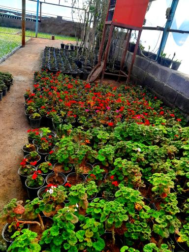 عکس گلخانه شهرداری منطقه ۷ تبریز