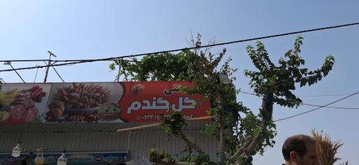 عکس گل گندم