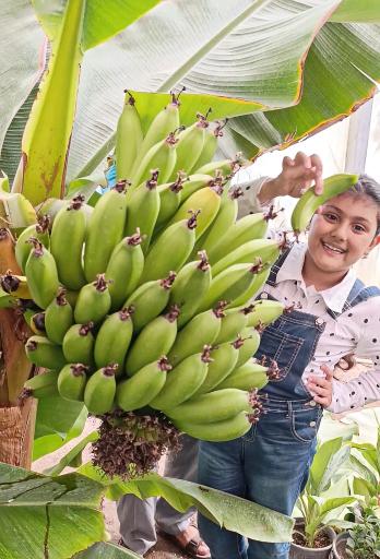 عکس گلخانه باغبان 