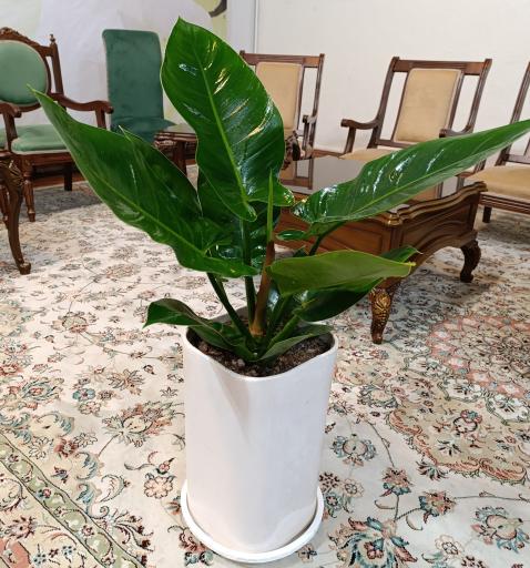 عکس گلخانه باغبان 