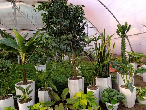 عکس گلخانه باغبان 