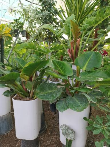 عکس گلخانه باغبان 