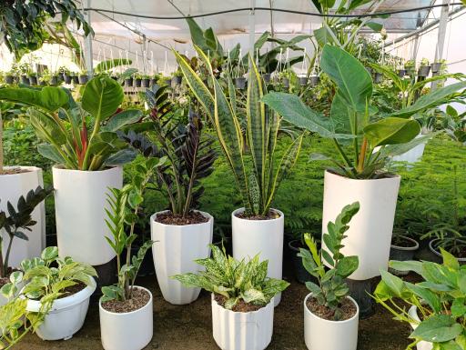 عکس گلخانه باغبان 