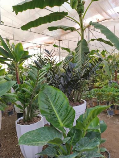 عکس گلخانه باغبان 