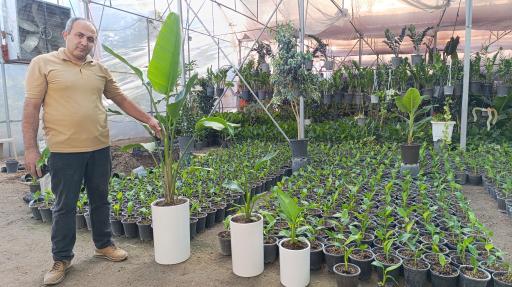 عکس گلخانه باغبان 