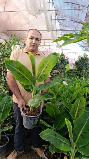 عکس گلخانه باغبان 