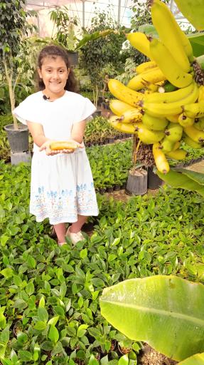 عکس گلخانه باغبان 