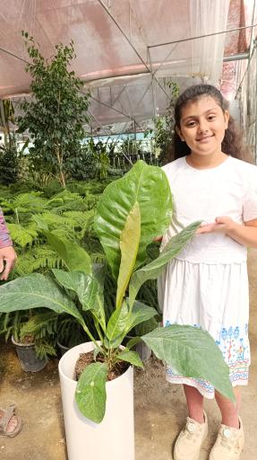 عکس گلخانه باغبان 