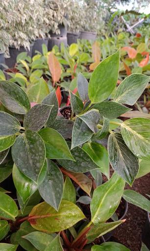 عکس گلخانه باغبان 