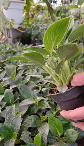 عکس گلخانه باغبان 