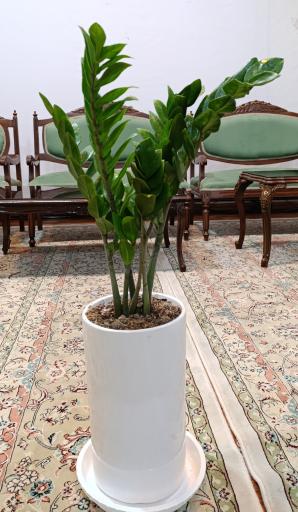 عکس گلخانه باغبان 