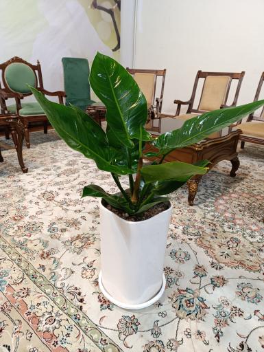 عکس گلخانه باغبان 