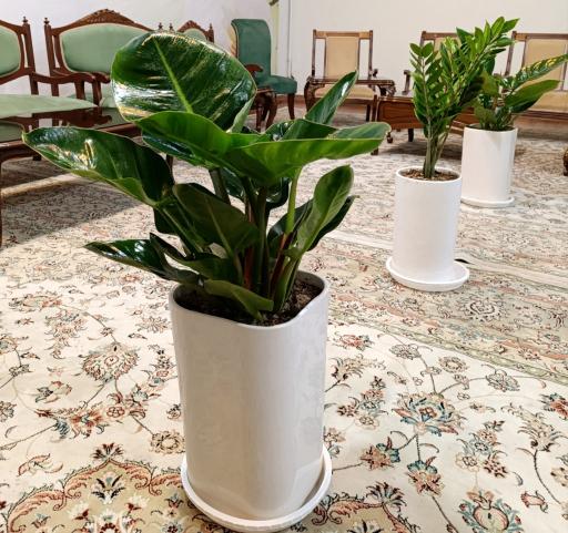 عکس گلخانه باغبان 