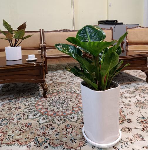 عکس گلخانه باغبان 