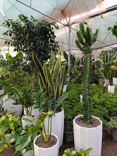 عکس گلخانه باغبان 