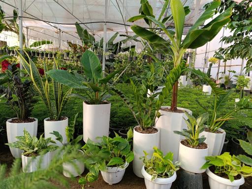 عکس گلخانه باغبان 