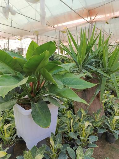 عکس گلخانه باغبان 