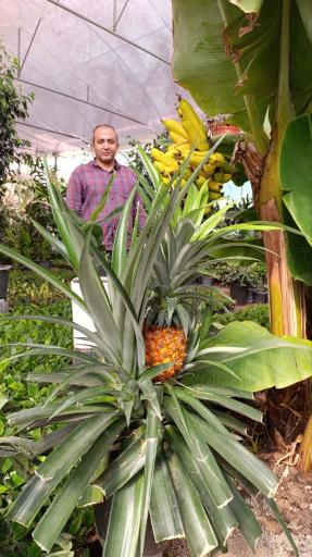 گلخانه باغبان 